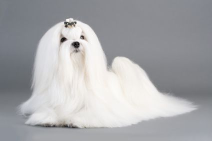 White Maltese dog