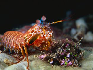 Mantis Shrimp