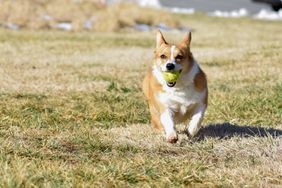 Brown and white corgi dog running with ball in mouth