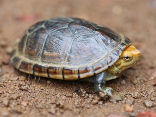 Mud turtle