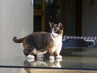 Munchkin cat standing on a table