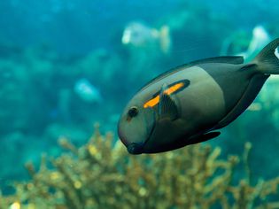 Orange shoulder tang fish