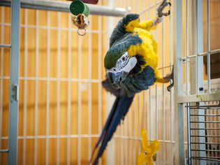 Pet parrot in a cage climbing on the bars.