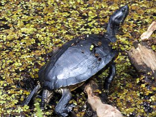 Common Must Turtle in Water