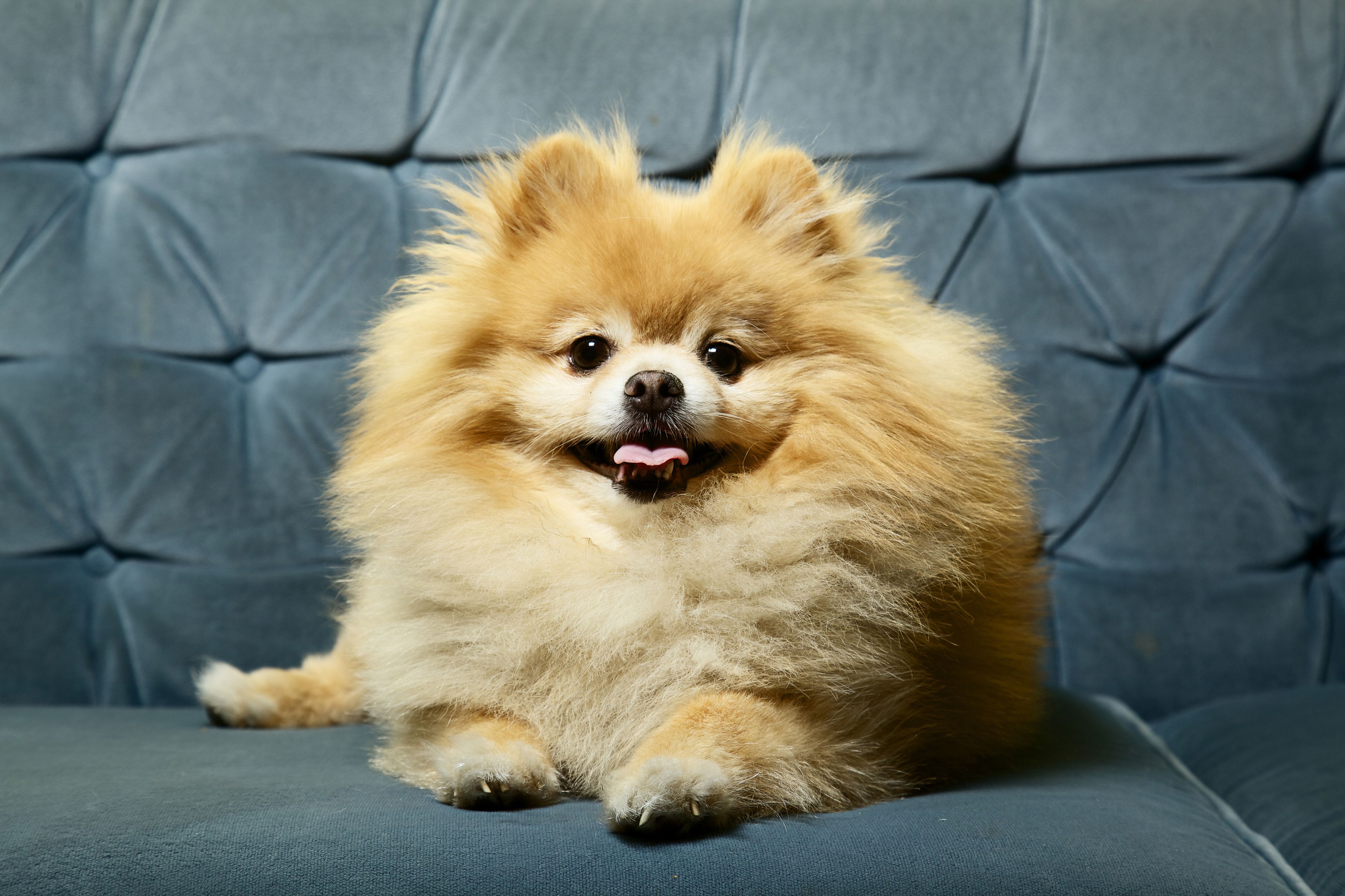 Pomeranian on couch