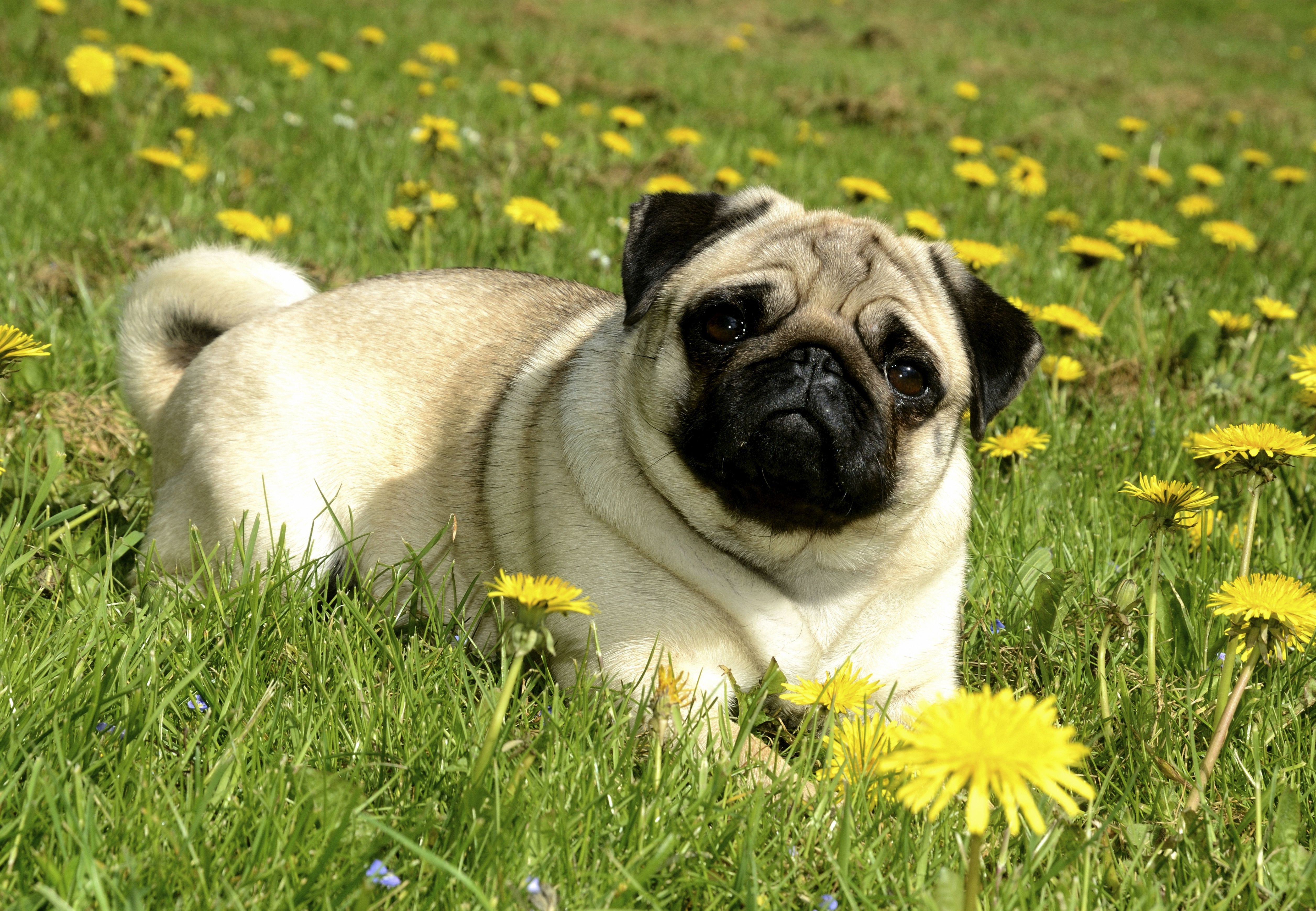 Pug lying in grass