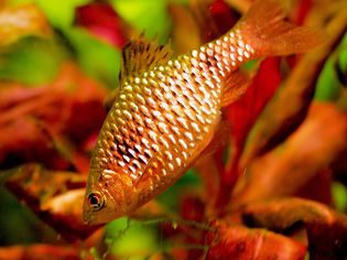 Puntius conchonius - Rosy Barb