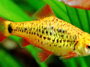 Gold Barb - Puntius semifasciolatus