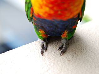 Rainbow Lorikeet