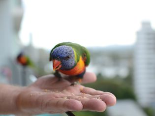 Rainbow Lorikeet eating from hand