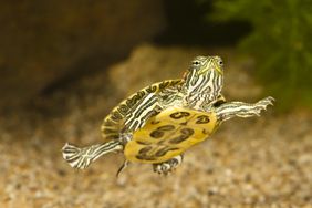 Red-eared slider swimming