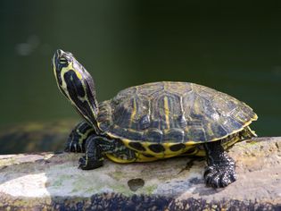 Red-eared Slider sunbathing