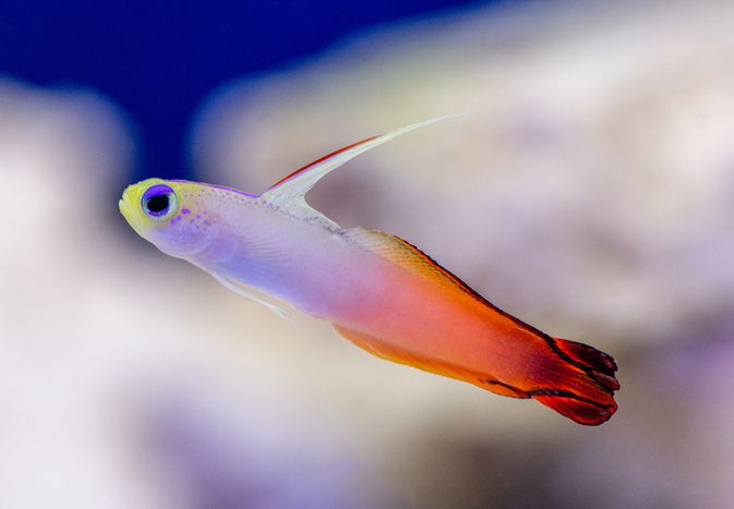 Gobies fish with orange tail and yellow head