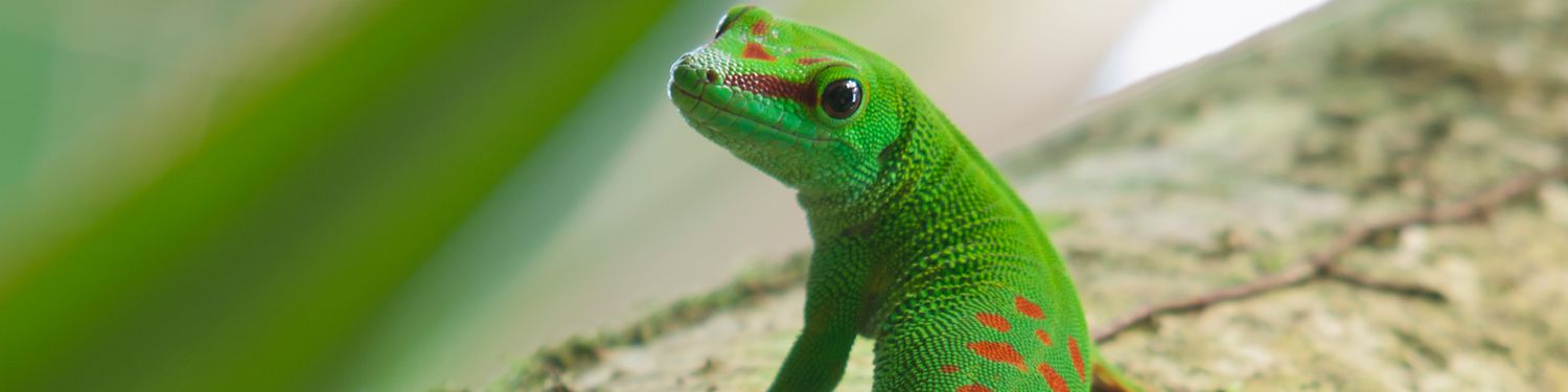 green gekko sitting on tree trunk