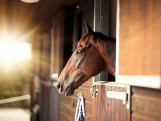 horse head looking out of stable