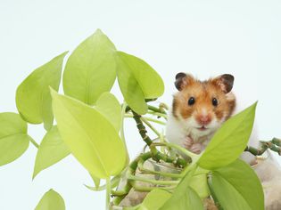 Syrian hamster (Mesocricetus auratus) in pot with a plant