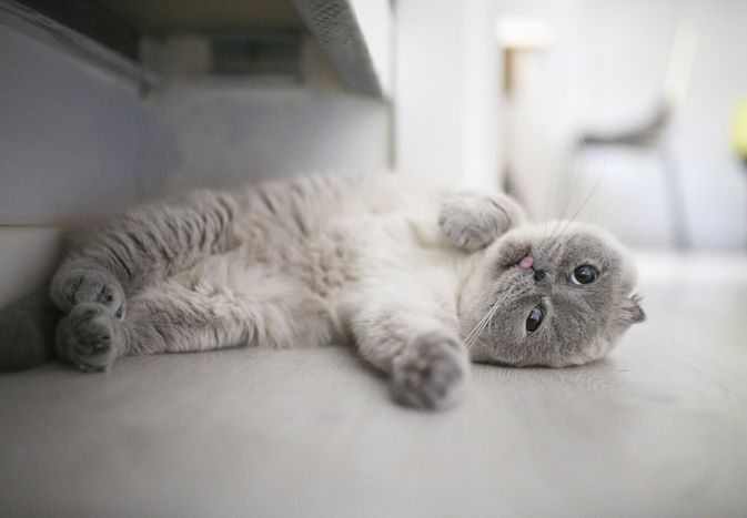 Gray Scottish fold cat lying on its side