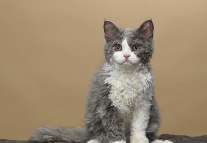 Gray and white Selkirk rex cat