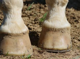 White horse hooves with shoes on soil