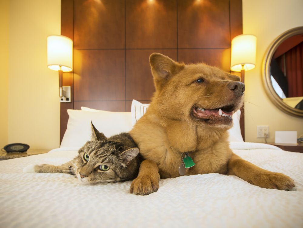 Pets on hotel bed