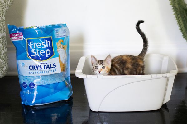 Cat inside a litter box filled with Fresh Step Crystals Premium Scented Cat Litter