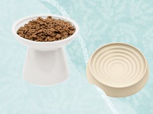 Cat bowls we recommend on a blue background