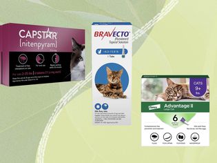 Best Flea Treatments for Cats 