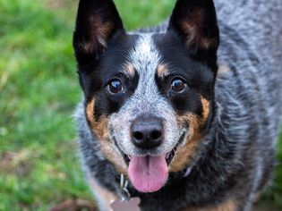 Close-up portrait of australian cattle purebred trained dog on field