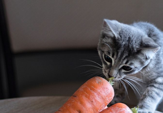 Grey striped kitten sniffs at top of carrot