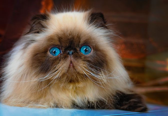 close up of flat faced cat with blue eyes and tank and brown fur