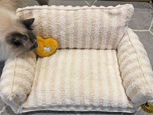 A cat sniffing the FunnyFuzzy Trendy Striped Faux Lambswool Double Layer Cat Couch Sofa Bed