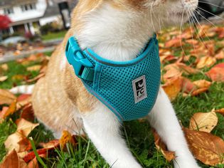 A close-up of a cat laying in leaves while wearing the RC Pets Adventure Kitty Harness