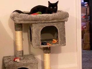 A black cat sitting on top of a Feandrea Cat Tree for Large Cats