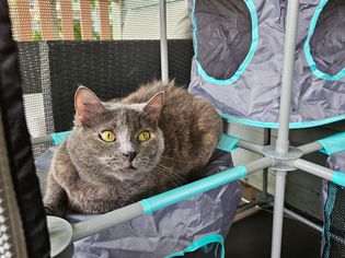 The cat sits on the Kitty City Outdoor Mega Kit and looks outside.