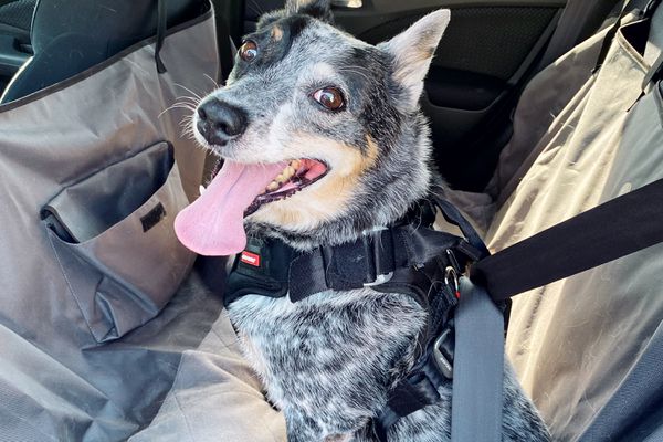 Dog strapped into EzyDog Drive Dog Car Harness in car