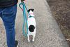 Person walking with dog wearing the Harness Lead No Pull Dog Harness