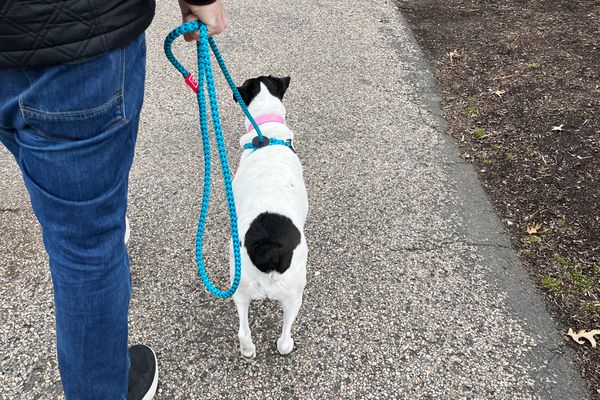 Person walking with dog wearing the Harness Lead No Pull Dog Harness