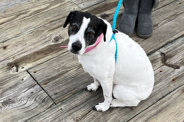 Dog wearing the Harness Lead No Pull Dog Harness