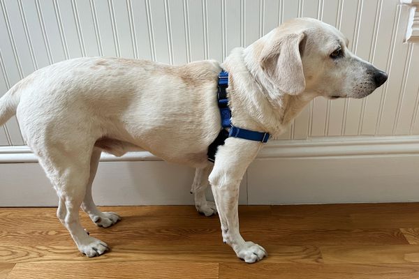 Dog wearing the PetSafe Easy Walk Dog Harness indoors