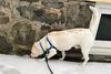 Dog sniffing a wall while wearing the PetSafe Easy Walk Dog Harness