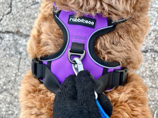 Close up of the Rabbitgoo No-Pull Dog Harness on a dog