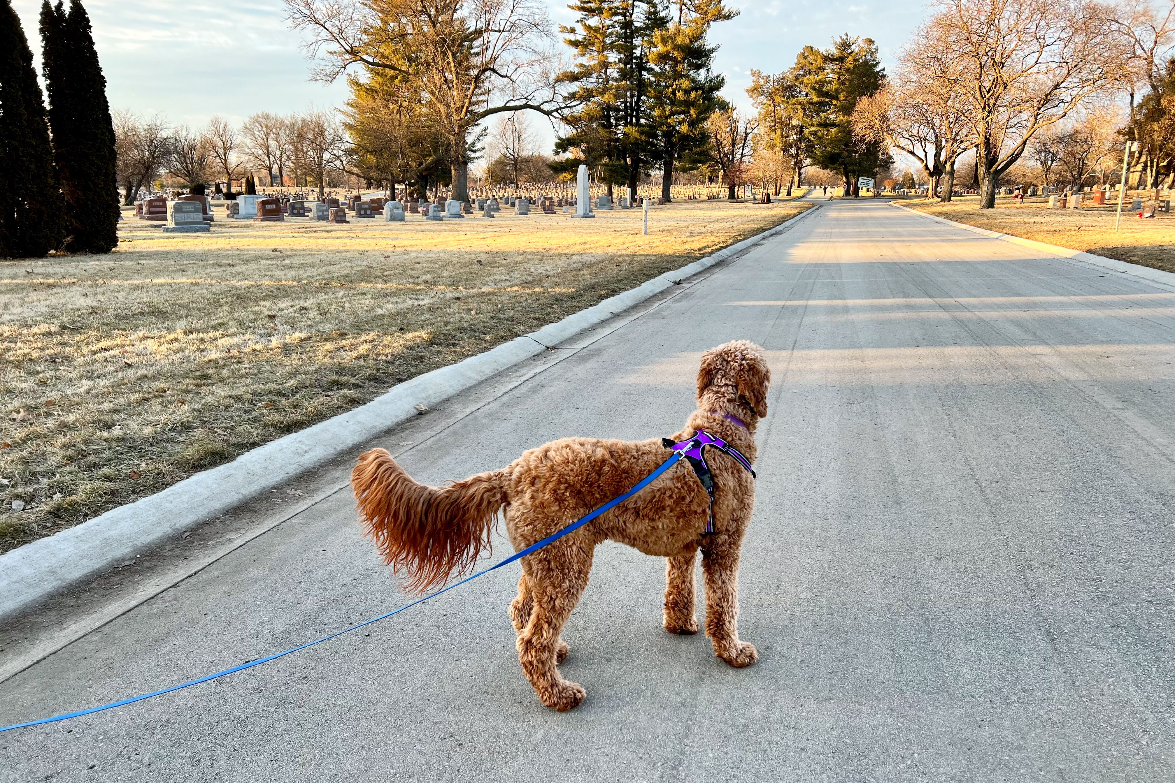 Dog wearing the Rabbitgoo No-Pull Dog Harness while walking on a road