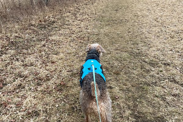 Dog wearing the Ruffwear Web Master Dog Harness With Handle while on a walk