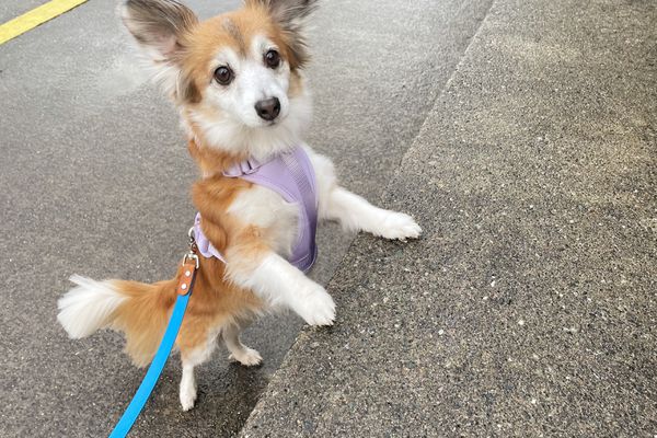 Dog wearing the Wild One Harness while going up a step in the sidewalk