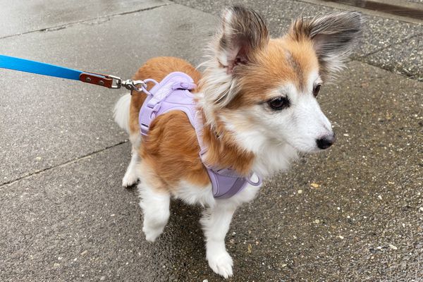 Dog wearing the Wild One Harness while on a walk outside