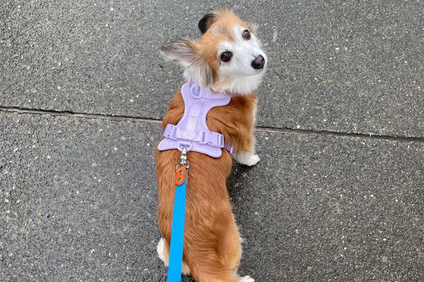 Dog walking on the pavement while wearing the Wild One Harness