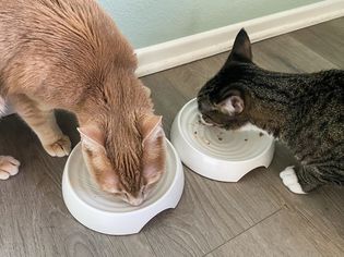 CatGuru Whisker Friendly Bowls