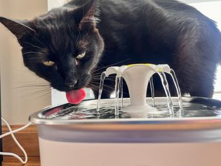 A cat drinks from the Veken 95oz/2.8L Pet Fountain