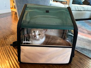 Pidan Expandable Travel Habitat Carrier on the floor with a cat inside