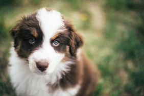 An Australian shepherd puppy